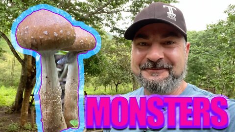 Let's go MAGIC MUSHROOM foraging 🤘 (Psilocybe cubensis) completely unexpected