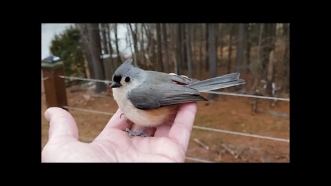 Songbird Bird Rescue; After hitting window... Will it survive???