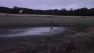 Buck chasing doe Rutting behavior