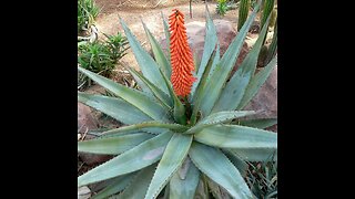 Cape Aloe (Aloe ferox)