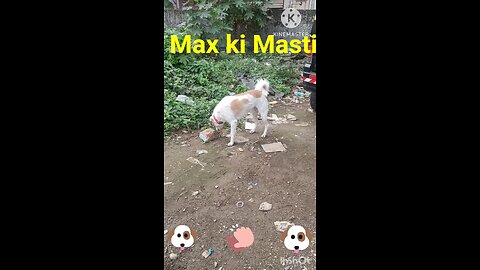 Max ki Masti