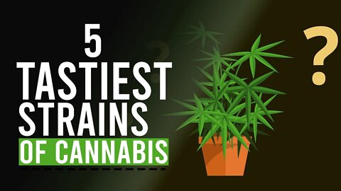 5 Tastiest Strains of CANNABIS!