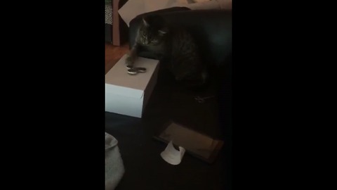 Cat plays with fidget spinner, really enjoys it