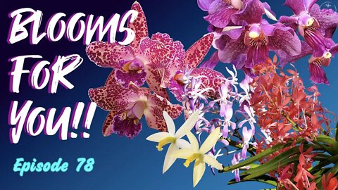 Orchid Updates | Orchid Bloom Dedications | Orchid Blooms for YOU! Episode 78 🌸🌺🌼#OrchidsinBloom