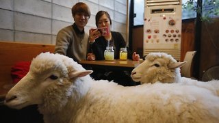 Sheep Cafe in South Korea