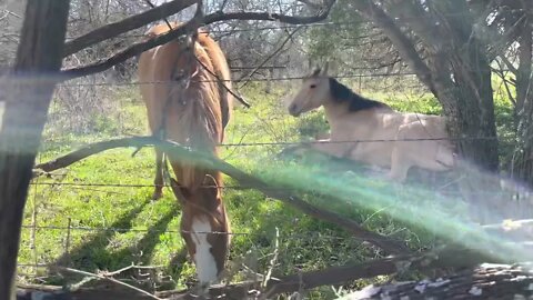 Goats, Horses and The Studebaker- Starr Studios out and about In Calvert, Texas