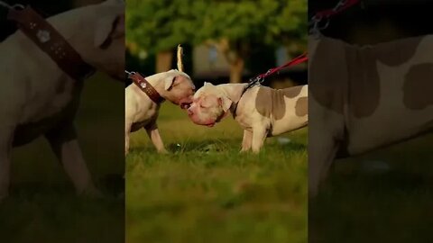 XL American Bully’s Fight For a Stick #shorts #bully #dogs