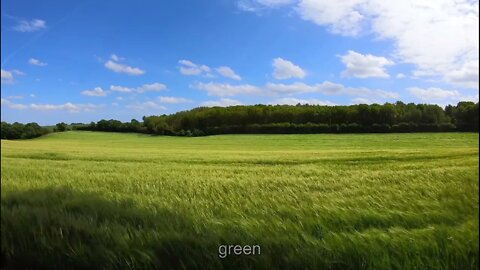 Green Nature relaxing music, tress Relief - Relaxation, Sleep, Work, Study and Yoga