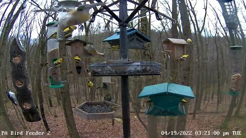 Lots of goldfinches on PA Bird Feeder 2 4/19/2022