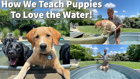 How We Teach Puppies To Love The Water | Labrador Retriever Puppy Training Session