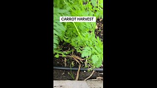 harvesting carrots 🥕