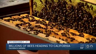 Millions of bees headed to California