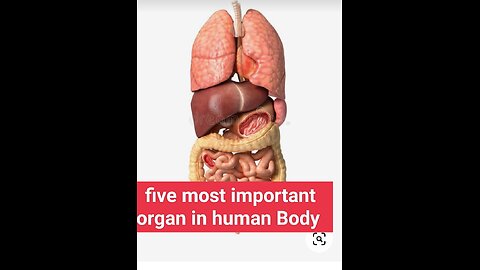 Five most organs in human body