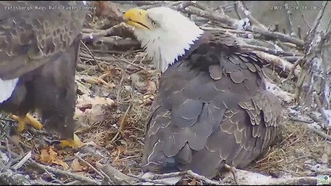 Hays Eagles Mom and Dad have Tug-of-War over food 2022 03 28 18:30