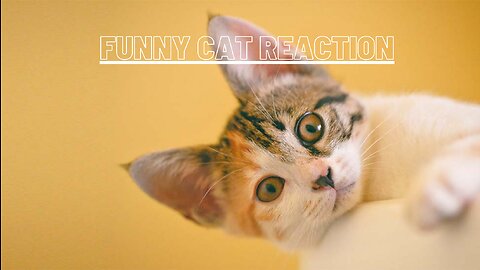 funny cat reaction video