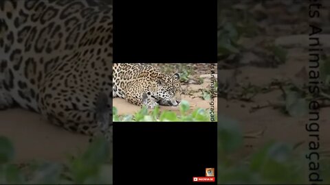 Onça Pintada sentada bebendo água no Rio Bichos do Pantanal #shorts