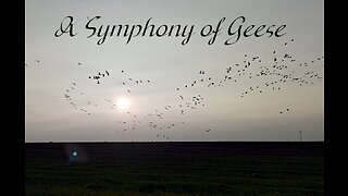 A Symphony of Canadian Geese