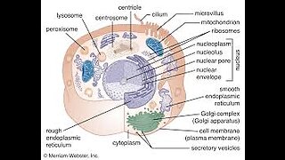 The 'simple' cell