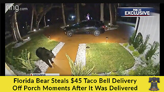 Florida Bear Steals $45 Taco Bell Delivery Off Porch Moments After It Was Delivered