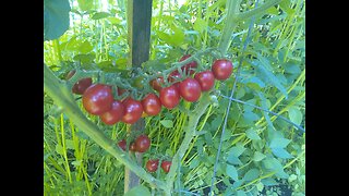 Grape Tomatoes Almost Ready 9/3/23