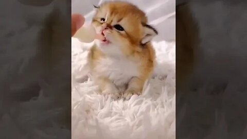 cute cat videos 😹 funny videos 😂 938 😻#shorts #shortsfunny #cutecat #catvideos #cats #catscare #cat