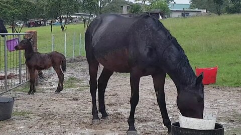 Pregnant mare paddocked with a brumby foal while both are being built up on much needed nutrition