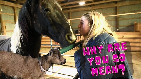 Why are animals so mean?