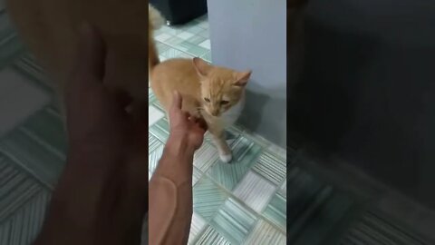 O GATO DO SALÃO-BEM VINDOS NOVOS INSCRITOS se inscrevam nos meus dois outros canais na descrição