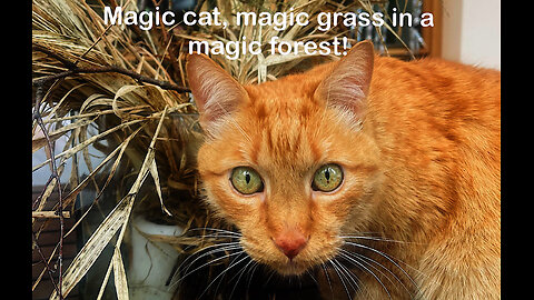 Magic red cat and magic grass, in a magic forest