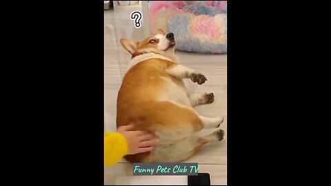 Funny cat and dog videos 😂