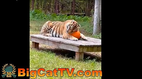 Pumpkins for Cats 2023 at Big Cat Rescue~part 1 10 10 2023