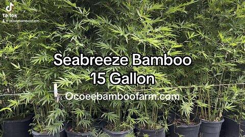 Seabreeze Bamboo 15 Gallon - Certified Clumping Bamboo - Ocoee Bamboo Farm 407-777-4807
