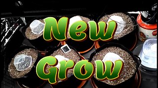 Week 0 Autoflower Grow - Mephisto, Ethos, Fox Farm