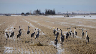 Sandhill Cranes near Rowe Sanctuary by Gibbon and Kearney Nebraska