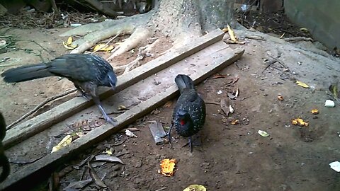 Jacu em Busca de Comida e Água: Um Dia na Vida da Ave Silvestre