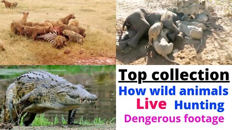 OMG! How wild animals Fight Top collection || @8K VIDEOS ULTRA HD