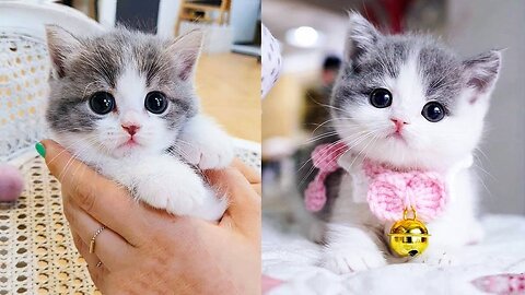 Cat beautiful baby ❤️🤩#baby cat #cute cat