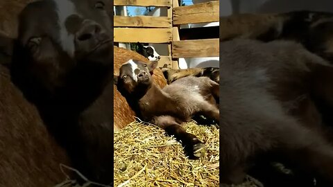 #naptime #goats #babygoat #goatkids #farmanimals #cuteanimals #babyanimals #homesteading #farmlife