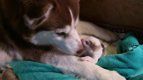 Husky Malamute screams giving birth to her first puppy