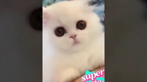 cute cat videos 😹 funny videos 😂1033😻#shorts #shortsfunny #cutecat #catvideos#catsfood #catscare