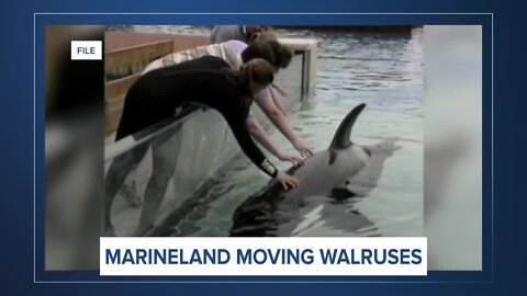 Report: Marineland agrees to relocate walruses after settling lawsuit
