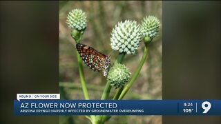 Rare Southwest Wildflower Protected Under Endangered Species Act