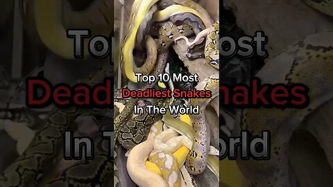 Top 10 Most Deadliest Snakes In The World#snakes #snake #anaconda #kingcobra #reptiles #reelsin