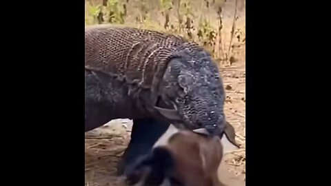 "Comodo Dragon Hunts the Goat: A Wild Chase"