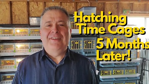 Hatching Time Quail & Partridge Cage Review Update