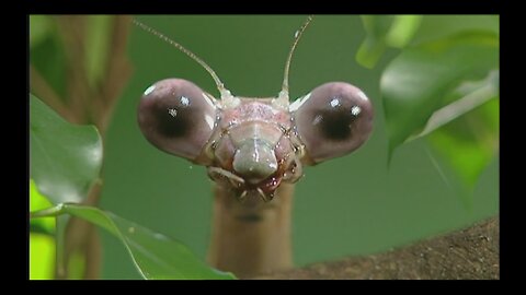 The Peculiar Praying Mantis!