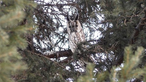 Great horned owl sitting on a fir branch