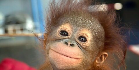 Baby Orangutan / Baby Orangutan Are Adorable - Cutest Compilation