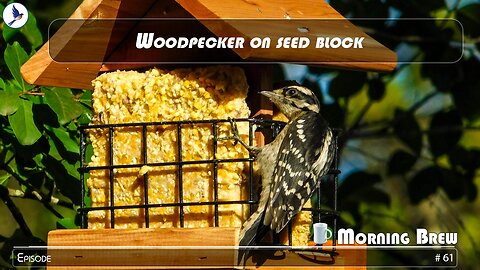 Woodpecker on seed block