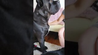 Cane Corso Gets Boner Over Girl? #shorts #pets #canecorso #funnydogs